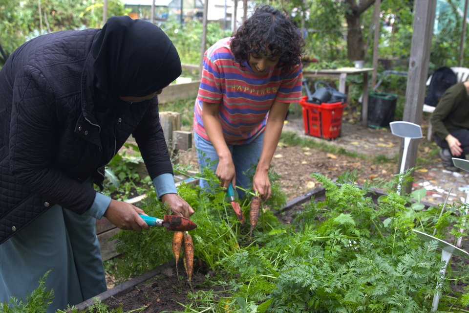 Two members of PACT are picking out carrots at an allotment.